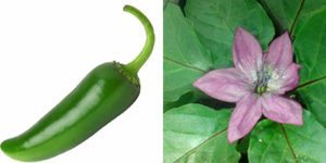 Capsicum Annuum Capsicum Annuum