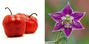 Capsicum pubescens Capsicum pubescens