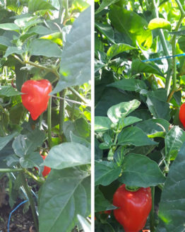 Habanero Red Savina