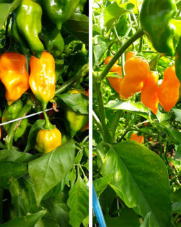 Orange Habanero