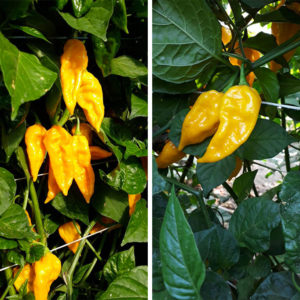 Yellow Fatalii